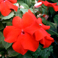 Impatiens x walleriana