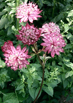 Astrantia major