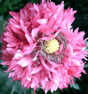 Papaver somniferum