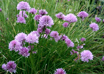 Allium schoenoprasum