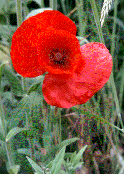 Papaver rhoeas