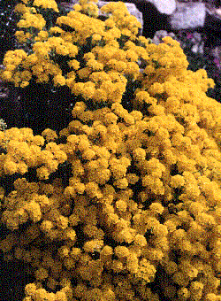 Aurinia saxatilis