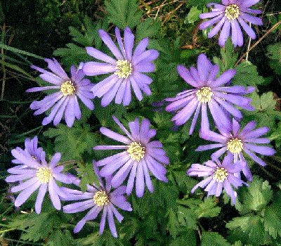 Anemone blanda