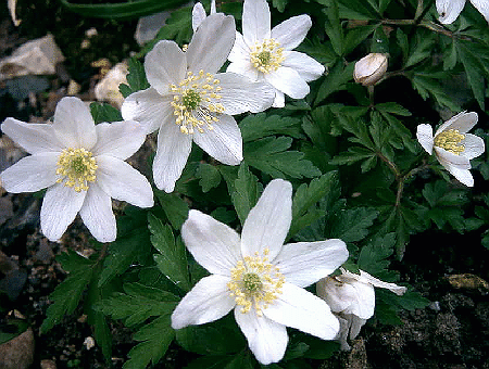 Anemone nemorosa