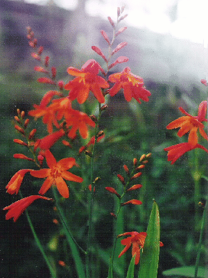 Crocosmia masonorum