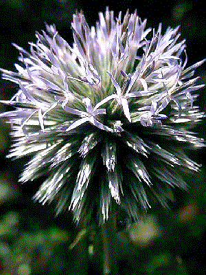 Echinops ritro