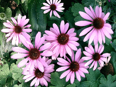 Echinacea purpurea