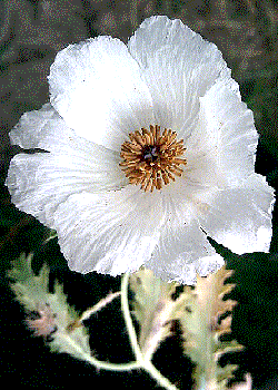 Argemone grandiflora