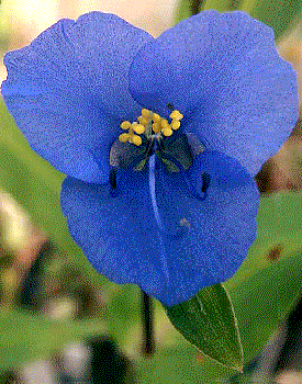 Commelina coelestis