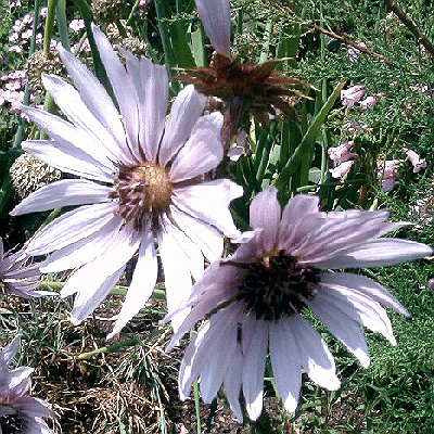 Berkheya purpurea