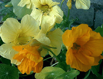 Tropaeolum majus