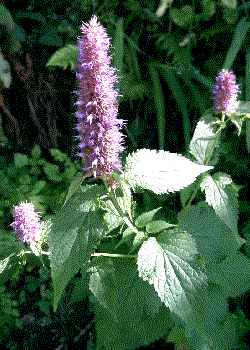 Agastache foeniculum