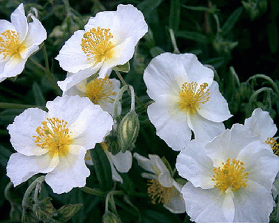 Helianthemum nummularium