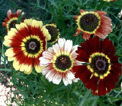 Chrysanthemum carinatum