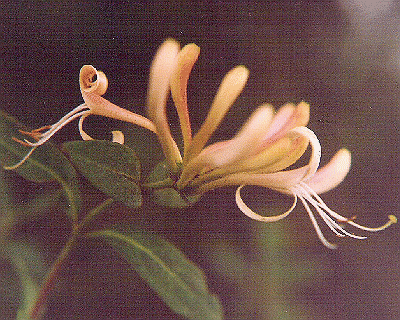 Lonicera periclymenum