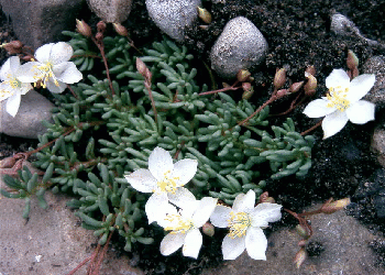 Talinum okanoganense