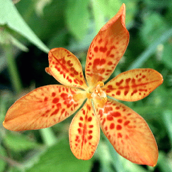 Belamcanda chinensis