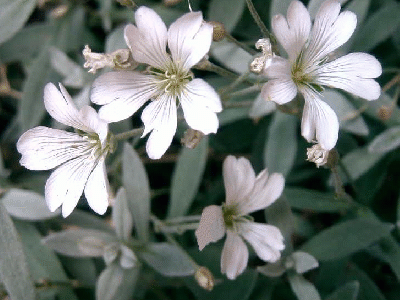 Cerastium tomentosum