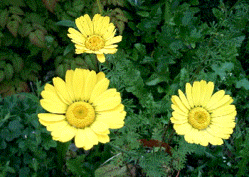 Anthemis tinctoria