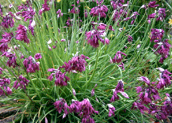 Allium cyathophorum var. farreri