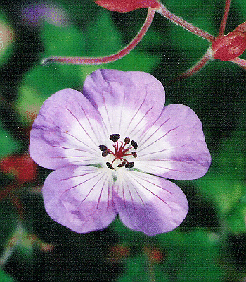 Geranium wallichianum 'Buxton's Variety'