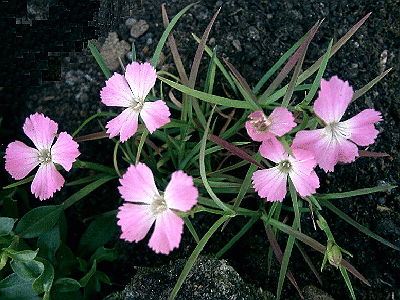 Dianthus pavonius