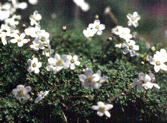 Arenaria balearica