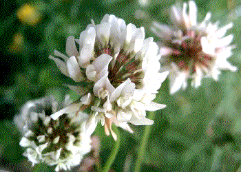 Trifolium repens