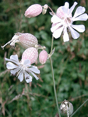 Silene vulgaris