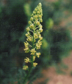 Reseda lutea