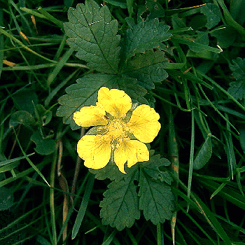 Potentilla repens