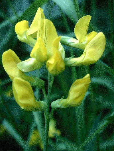 Lathyrus pratensis