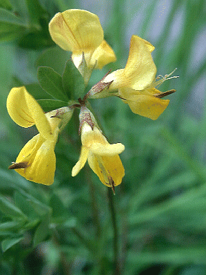 Lotus corniculatus