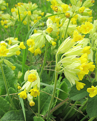 Primula veris