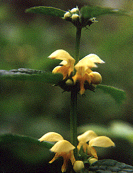 Lamium galeobdolon