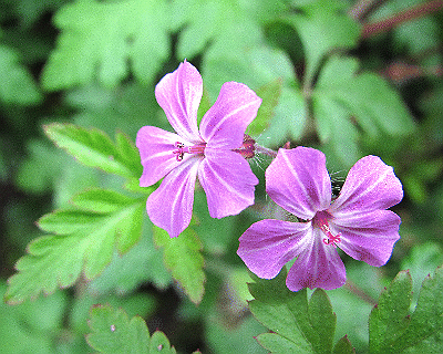 Geranium robertianum