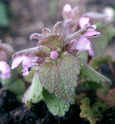 Lamium purpureum