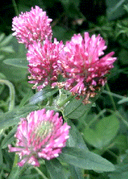 Trifolium pratense