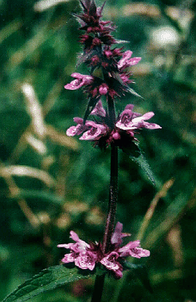 Stachys sylvatica