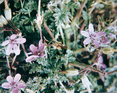 Erodium cicutarium