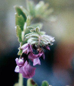 Vicia sepium