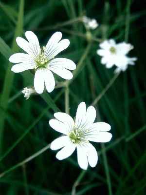 Cerastium arvense