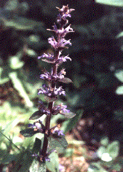 Ajuga reptans