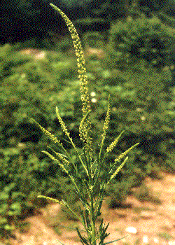 Reseda luteola