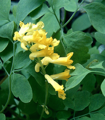 Corydalis lutea