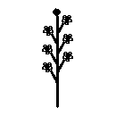 diagram of a raceme inflorescence shape